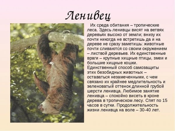 Ленивец