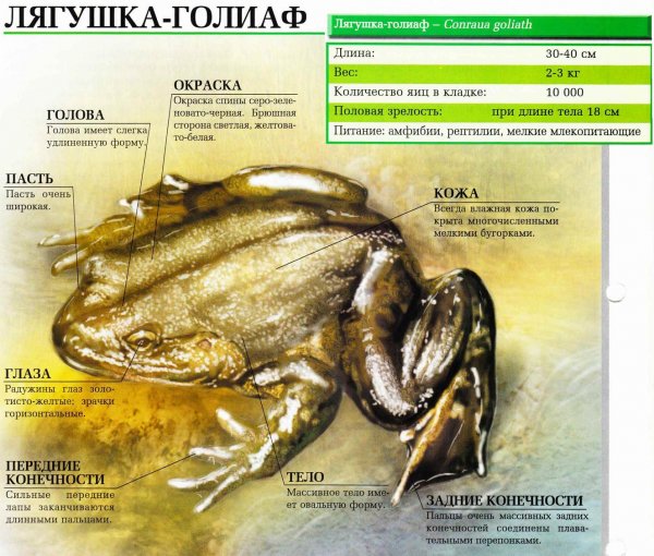Лягушка - голиаф
