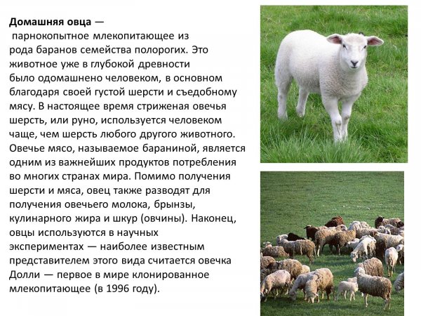 Домашняя овца