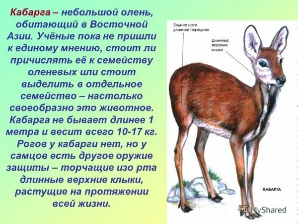 Кабарга