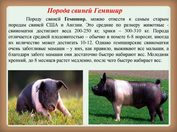 &quot;Гемпшир&quot;