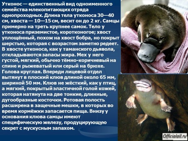 Утконос