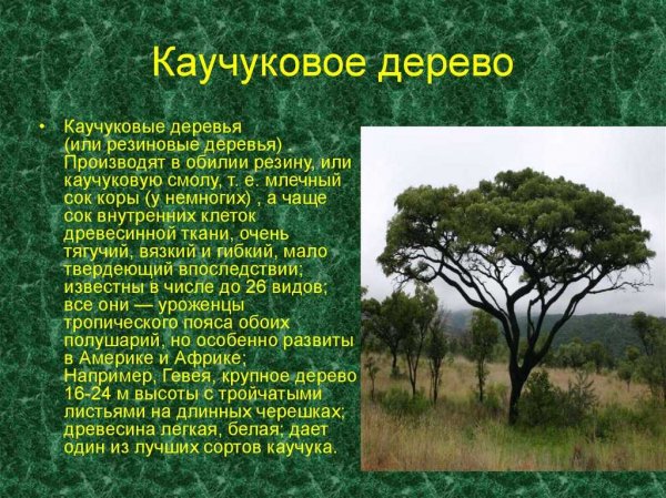 Каучуковое дерево