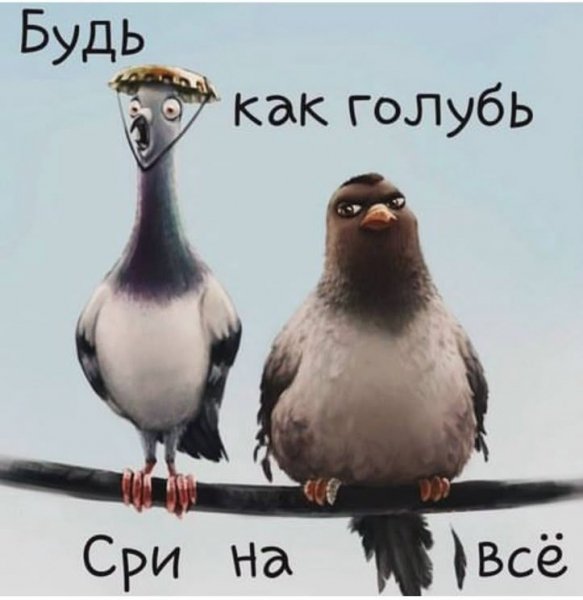 Голуби
