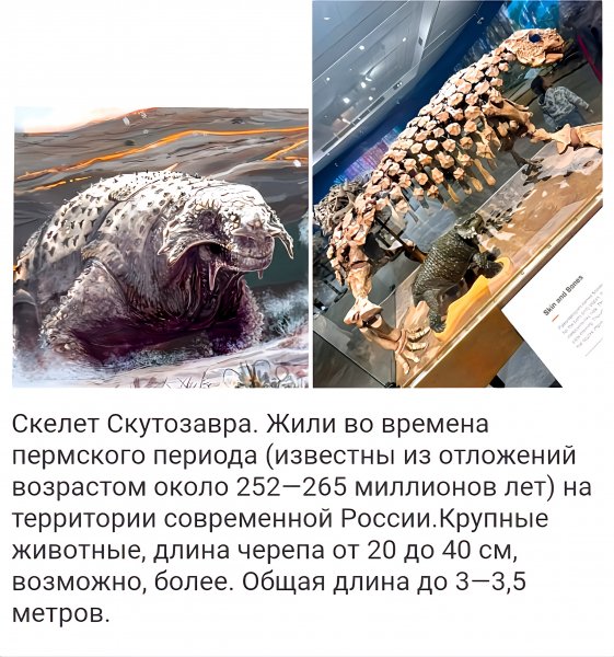 Скелет Скутозавра