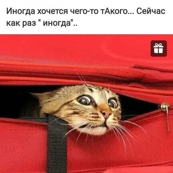 КотЭ)