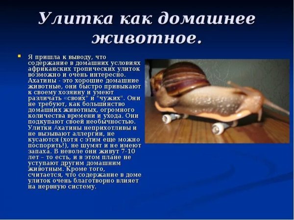 Улитки - ахатины