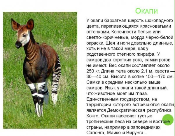 Окапи