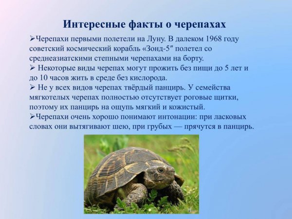 Черепахи