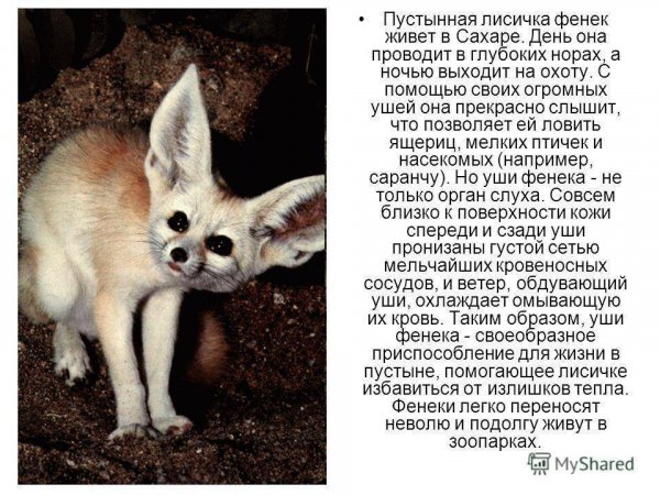 Фенек