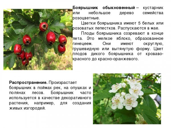Боярышник обыкновенный