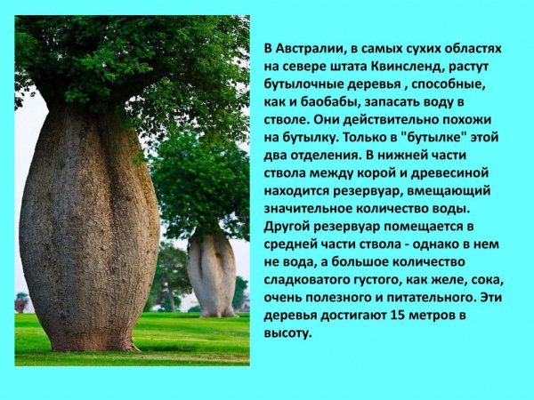Бутылочные деревья