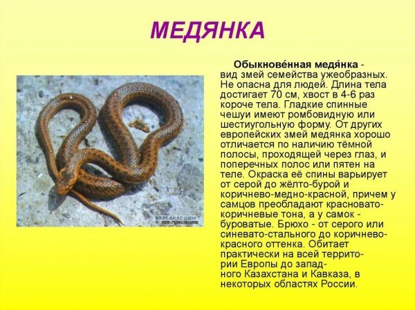 Медянка