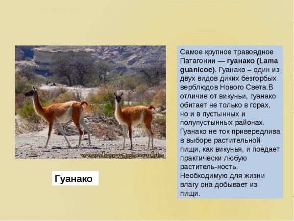 Гуанако