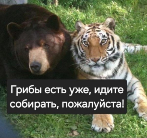 Грибы пошли