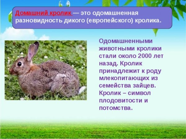Домашний кролик