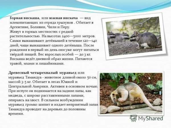 Интересные животные Латинской Америки