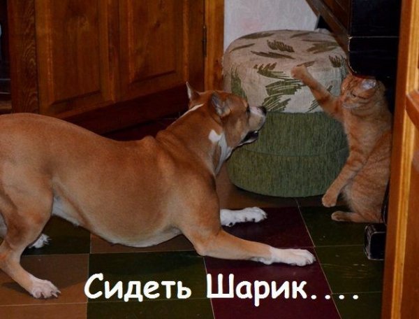 Сидеть Шарик...