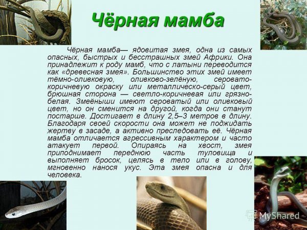 Чёрная мамба