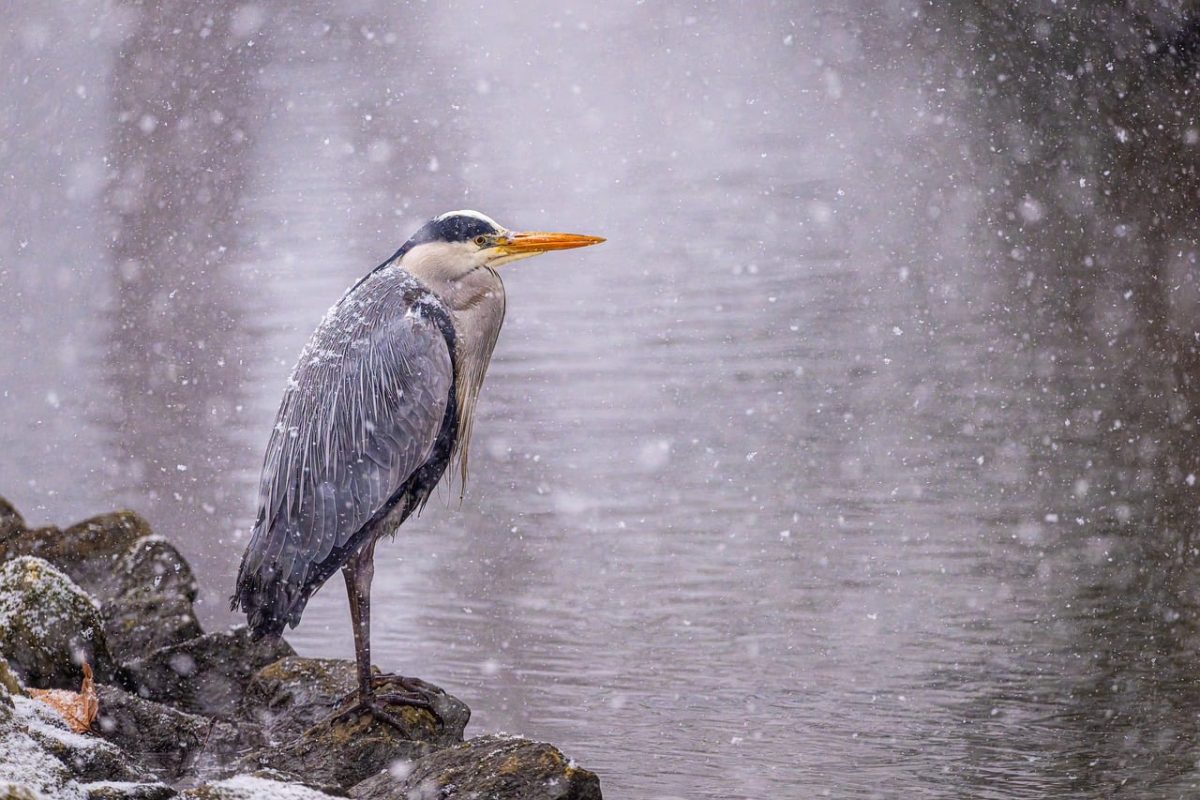 bird, heron, wing, beak, long beak, feathered animal, grey heron, outdoors, sitting bird, wildlife, bird watching, animal, nature, ornithology, winter, snow, frost, animal photography