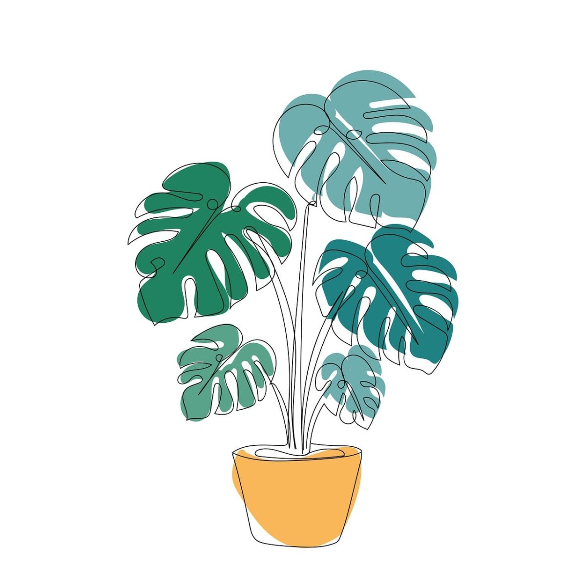 drawing, botanical, background, boho, bohemian, plant, houseplant, line drawing, monstera, leaves