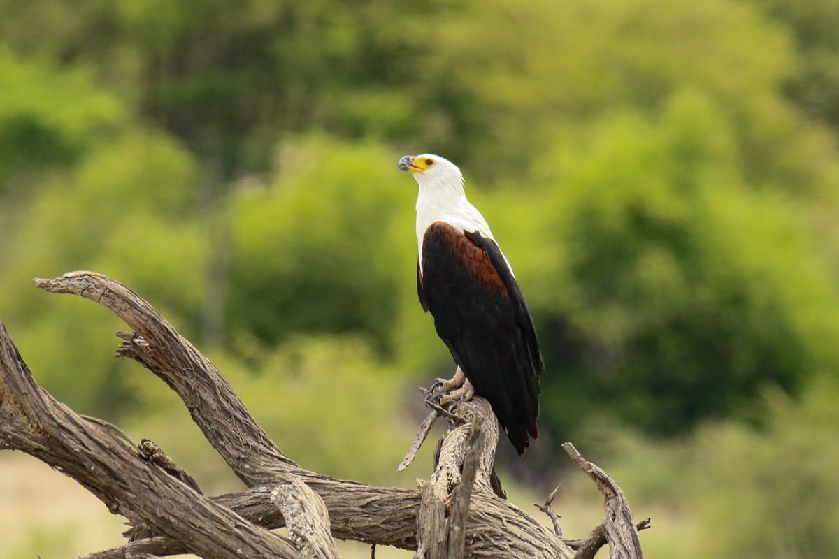 african fish eagle, bird of prey, white head, brown body, standing on branch, nature, wilderness, green background, wild bird, savanna, kruger park, africa, hooked beak, impressive bird, feeding, calm, sauron's nest, winged predator, birdwatching