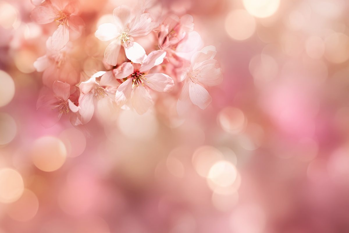 pink, blurred background, floral, windows wallpaper, background, bokeh, wallpaper 4k, spring, blossom, 4k wallpaper 1920x1080, abstract, dreamy, blur, floral background, light, beautiful wallpaper, laptop wallpaper, wallpaper hd, pastel, flower, flower background, soft, delicate, hd wallpaper, nature, cool backgrounds, beautiful flowers, free wallpaper, desktop backgrounds, romantic, season, 4k wallpaper, free background, beauty, mac wallpaper, petal, flower wallpaper, backdrop, color, bright, design, full hd wallpaper, art, ai generated