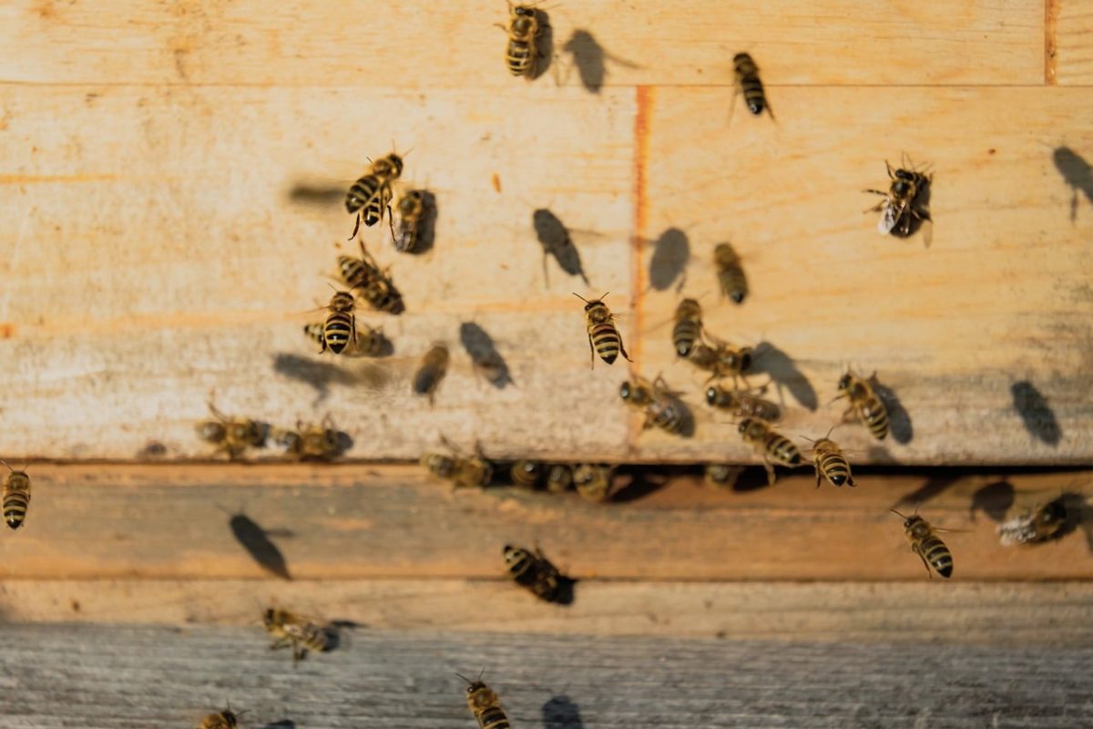 beehive, bees, insects, honeybees, swarm, wings, deck, wooden, yellow, shadow, day, natural, flying, sunlight, bee swarm, honey, honey production, world bee day, stripes, beekeeping