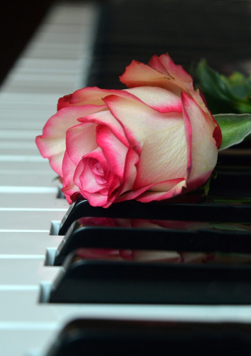 rose, flower wallpaper, nature, wedding song, blossom, bloom, piano, piano keyboard, keyboard, flower background, rose flower, make music, concert, beautiful flowers, songs, love song, to sing, choir, sounds, music, melody, love for music, birthday song, date of birth, birthday greeting, valentine, valentine's day, love, flower