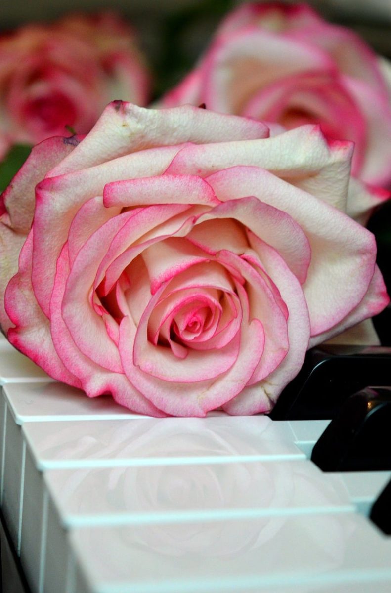 blossoms, wedding song, nature, piano, beautiful flowers, piano keyboard, flower wallpaper, keyboard, make music, concert, songs, love song, to sing, choir, sounds, music, melody, love for music, birthday song, flower background, date of birth, birthday greeting, valentine, valentine's day, love, roses, flower