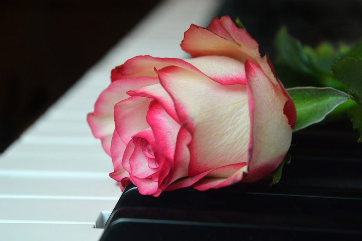 rose, wedding song, blossom, bloom, piano, piano keyboard, keyboard, make music, concert, songs, love song, to sing, choir, rose flower, sounds, music, melody, love for music, birthday song, date of birth, birthday greeting, valentine, valentine's day, love