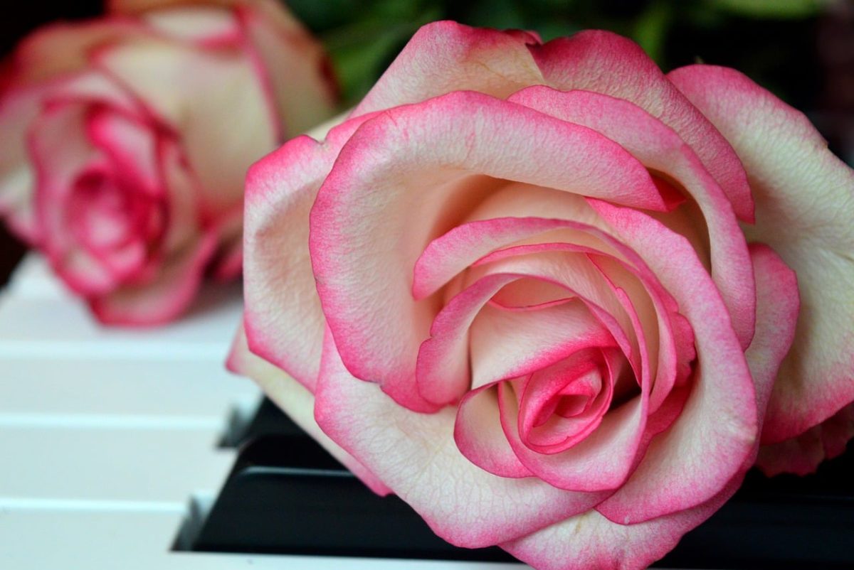 roses, flower, blossoms, wedding song, piano, piano keyboard, keyboard, make music, concert, songs, love song, to sing, choir, sounds, music, melody, love for music, birthday song, date of birth, birthday greeting, valentine, valentine's day, love