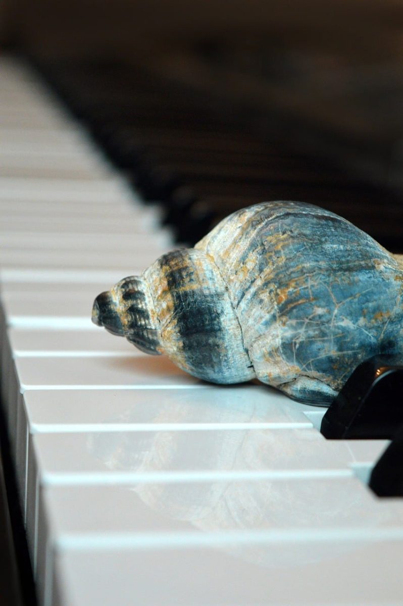 sea shanty music, shanties, sea shanties, whelk, horn snail, sea animal, snail shell, casing, shell, piano, piano keyboard, keyboard, make music, concert, songs, to sing, choir, sounds, music, melody, the sound of the sea