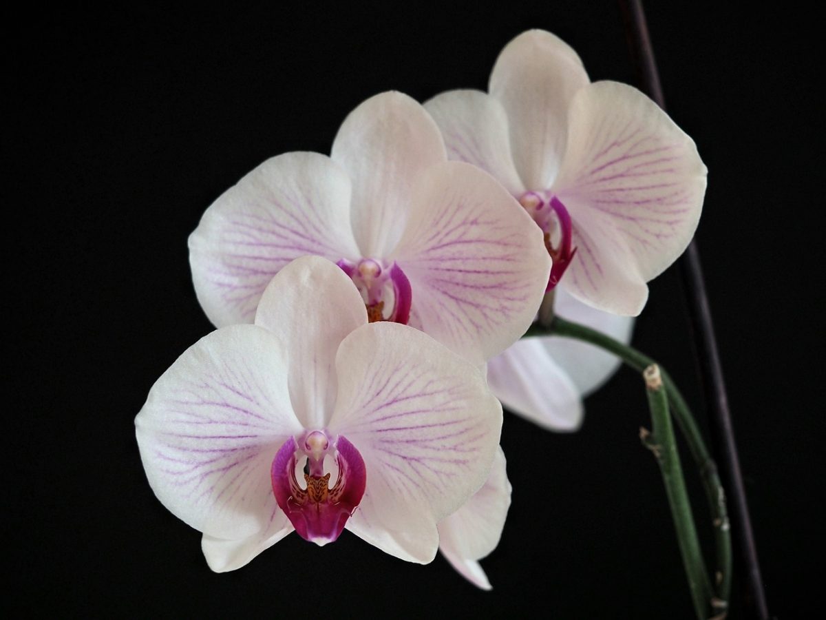 orchid, plant, blossom, bloom, orchids, flora, houseplant, hd wallpaper, full hd wallpaper, desktop backgrounds, mac wallpaper