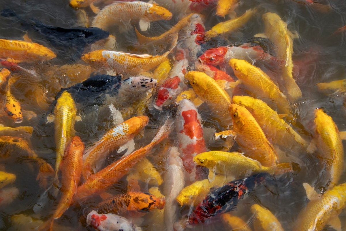 koi, fish, pond, water, carp, colorful, oriental, garden, decorative, peaceful, fishpond, japanese, koi carp, zen, relaxation, various colors, beauty, art, movement