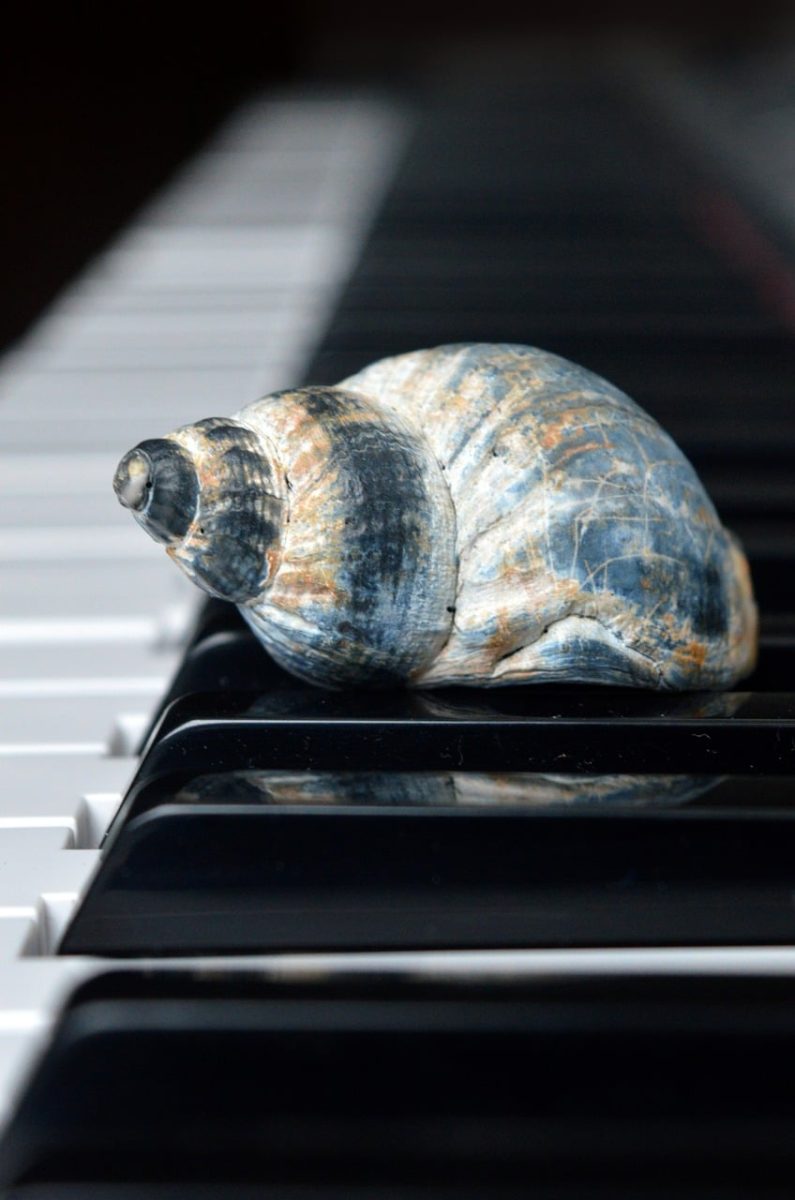 sea shanty music, shanties, sea shanties, whelk, horn snail, sea animal, snail shell, casing, shell, piano, piano keyboard, concert, songs, to sing, choir, sounds, music, melody, the sound of the sea, shanty choir
