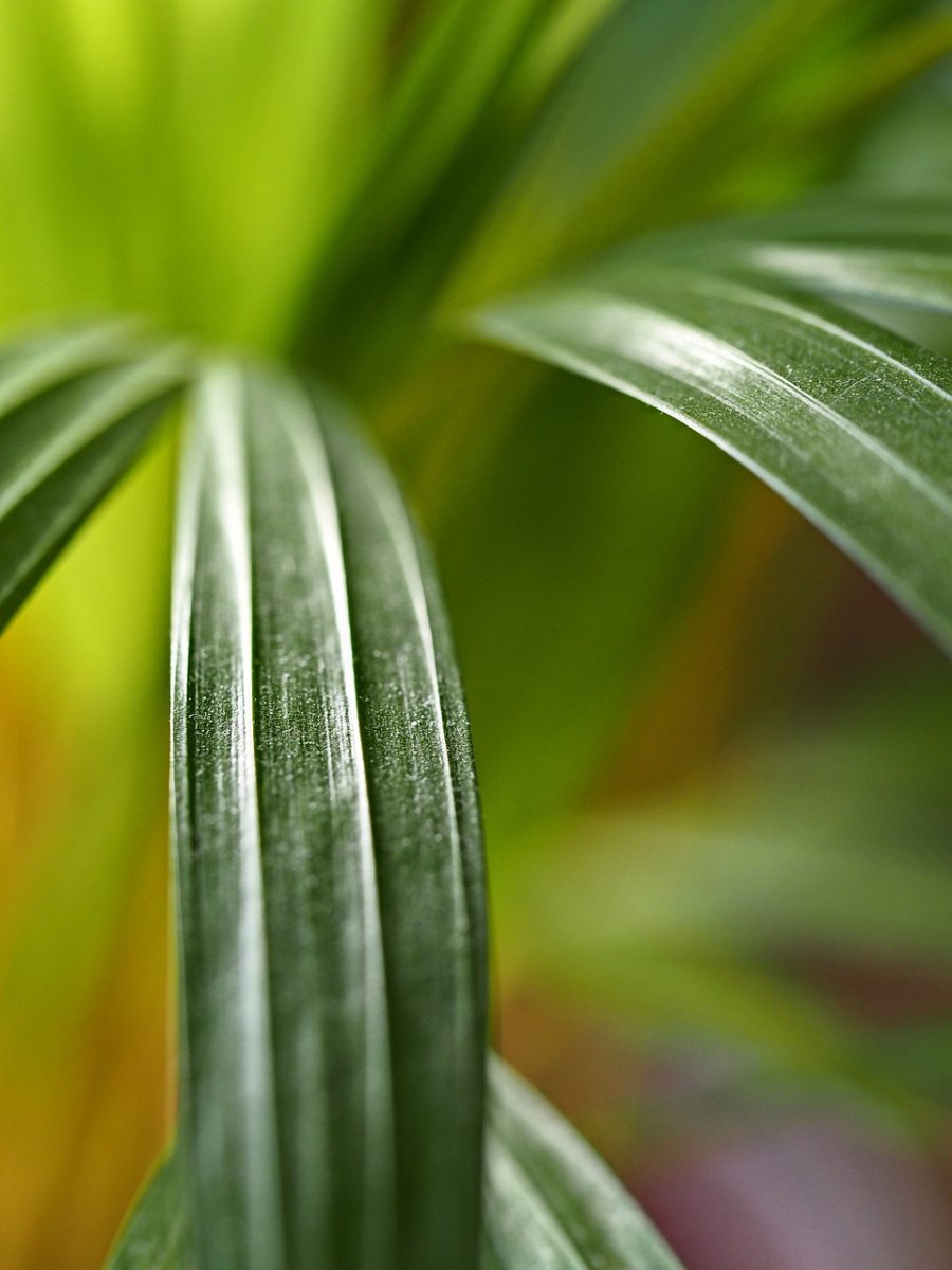 plant, leaves, houseplant, abstract, multicoloured, macro, close up, mobile wallpaper, ipad wallpaper, iphone background
