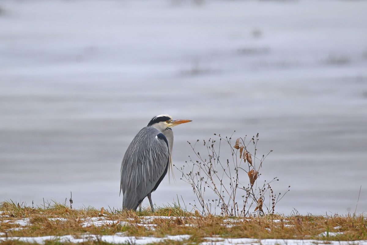 heron, pond, winter, snow, nature, feathers, calm, park, birds, water birds, feeding, beak, wetland, coloration, wildlife, ornithology, muddy, cold, spring