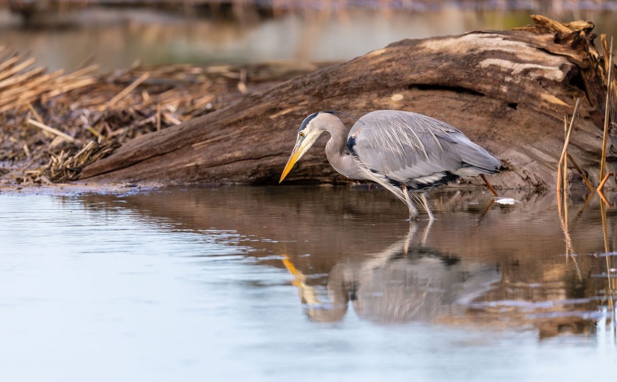 heron, bird, nature, animal, wildlife, wings, marshland, avian, plumage, fishing, water