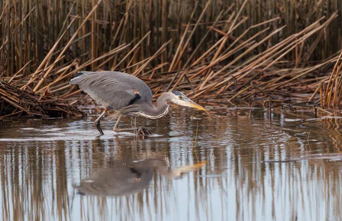 heron, bird, nature, animal, wildlife, wings, marshland, avian, plumage, fishing, water