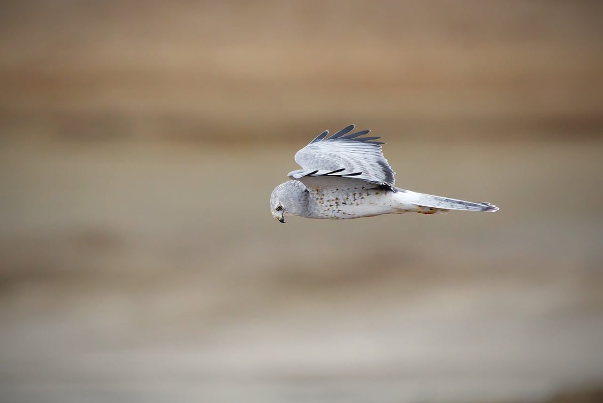 northern harrier, hawk, bird, animal, raptor, wildlife, nature, wild, hunting, flying