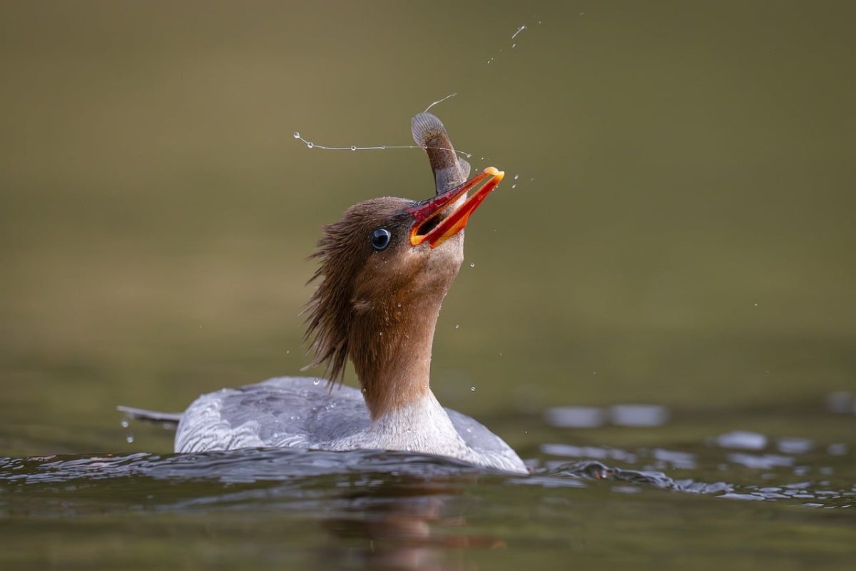 bird, nature, animal, wildlife, plumage, ornithology, fauna, birdwatching, beak, lake, bokeh