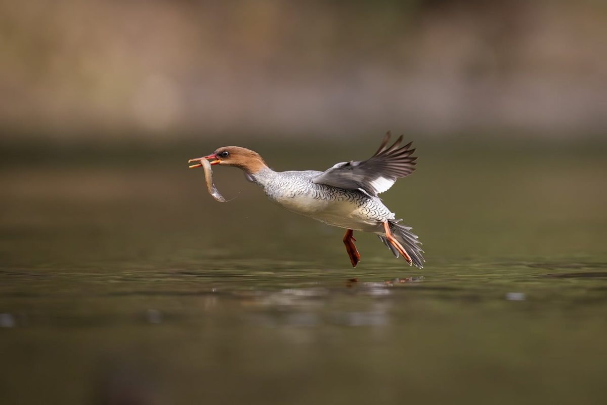 bird, nature, animal, wildlife, plumage, ornithology, fauna, birdwatching, beak, lake, bokeh