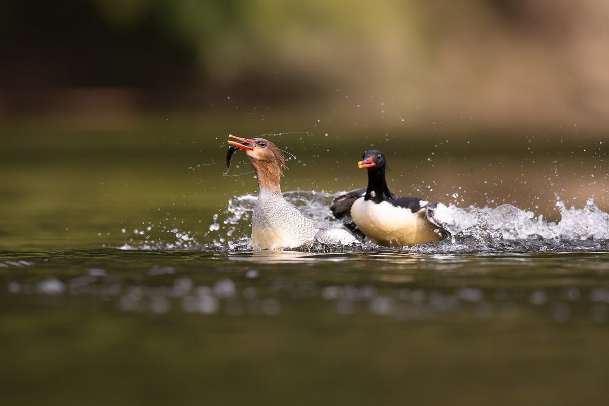 bird, nature, animal, wildlife, plumage, ornithology, fauna, birdwatching, beak, lake, bokeh