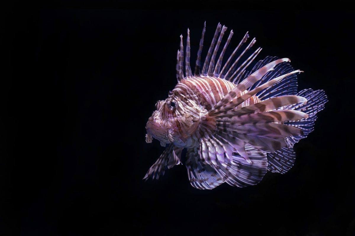 lionfish, fish, butterfly cod, nature, scorpion fish, aquarium, aquatic, swimming, underwater, cairns aquarium