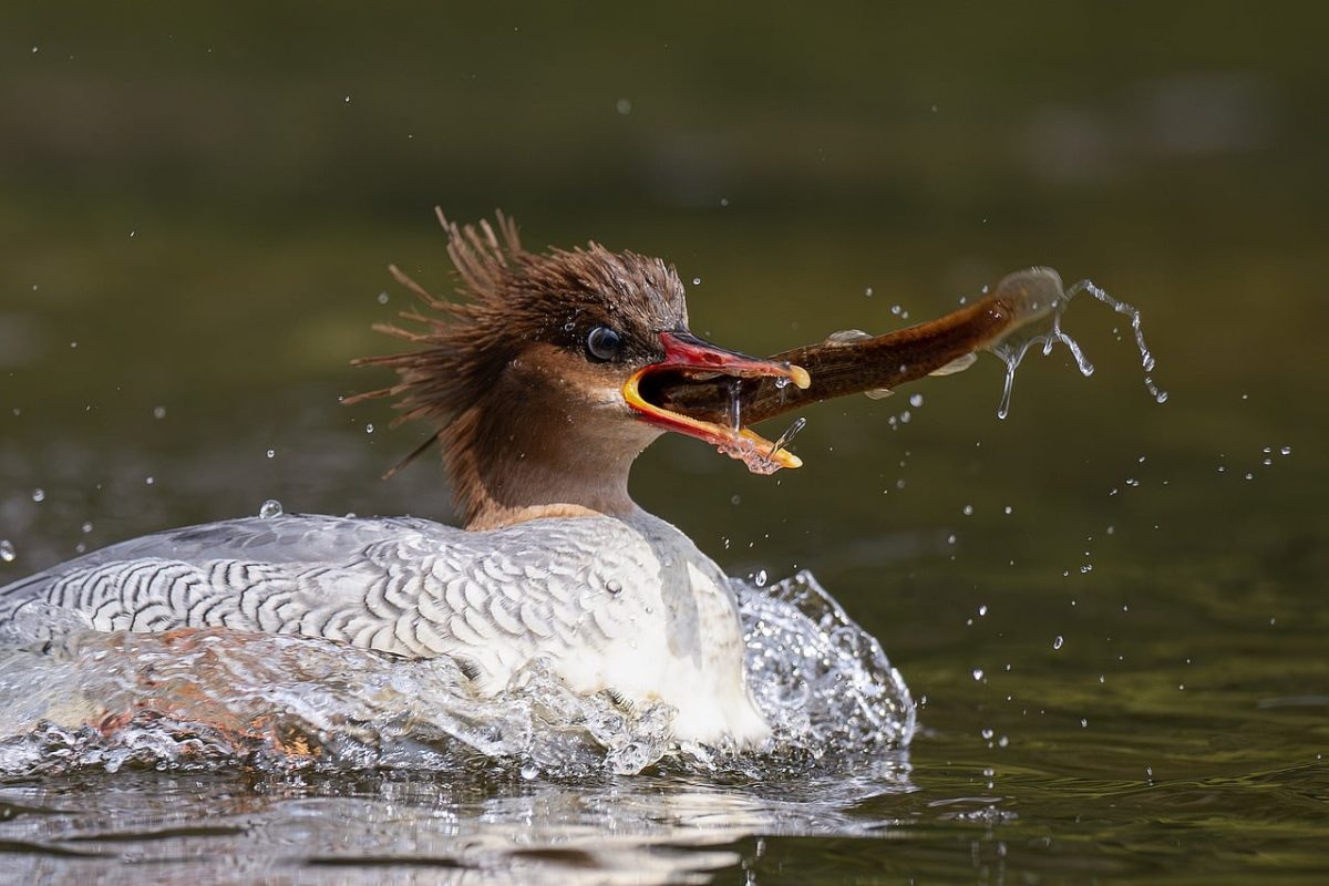 bird, nature, animal, wildlife, plumage, ornithology, feathers, beak, lake