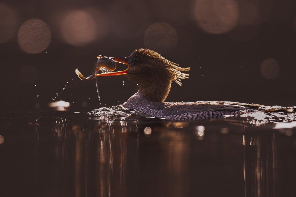 bird, nature, animal, wildlife, ornithology, plumage, spring