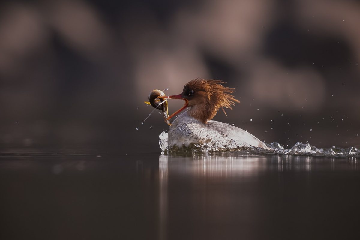 bird, nature, animal, wildlife, ornithology, plumage, spring