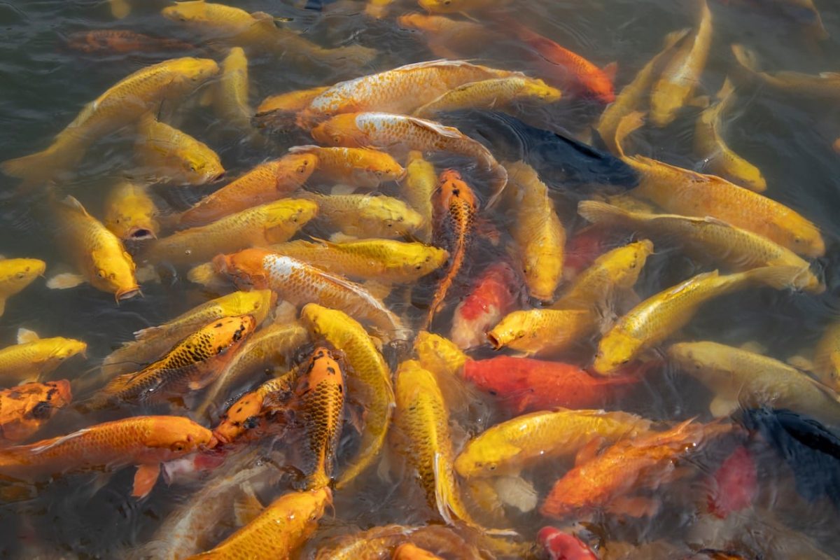 koi, pond, fish, koi carp, water, swimming, golden, group, colorful, lake, yellow, ornamental, waves, nature, manual, wale, feeding, zoological, aquarium, pattern, ornamental pond