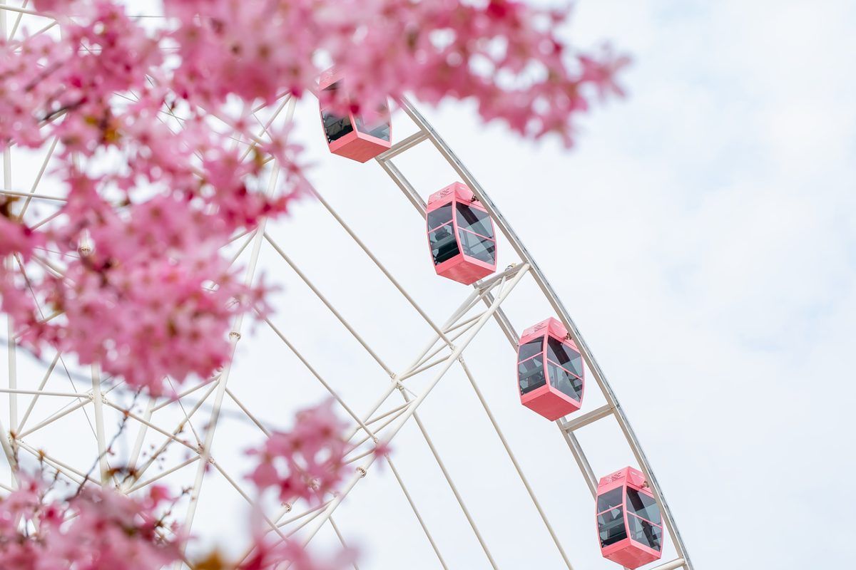 ferris wheel, pink blossoms, spring, sunny day, amusement park, detail, blue sky, cabin, tourist attraction, architecture, cute, white color, nature, sharpness, composition, color contrast, whimsical, bright colors, artistic, outdoor
